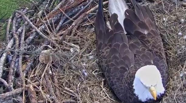 Un águila calva, que incuba dos huevos, se vuelve viral en Internet –  Halconeros de Castilla
