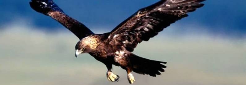 Aguascalientes en México es ejemplo nacional en rehabilitación del águila  real – Halconeros de Castilla