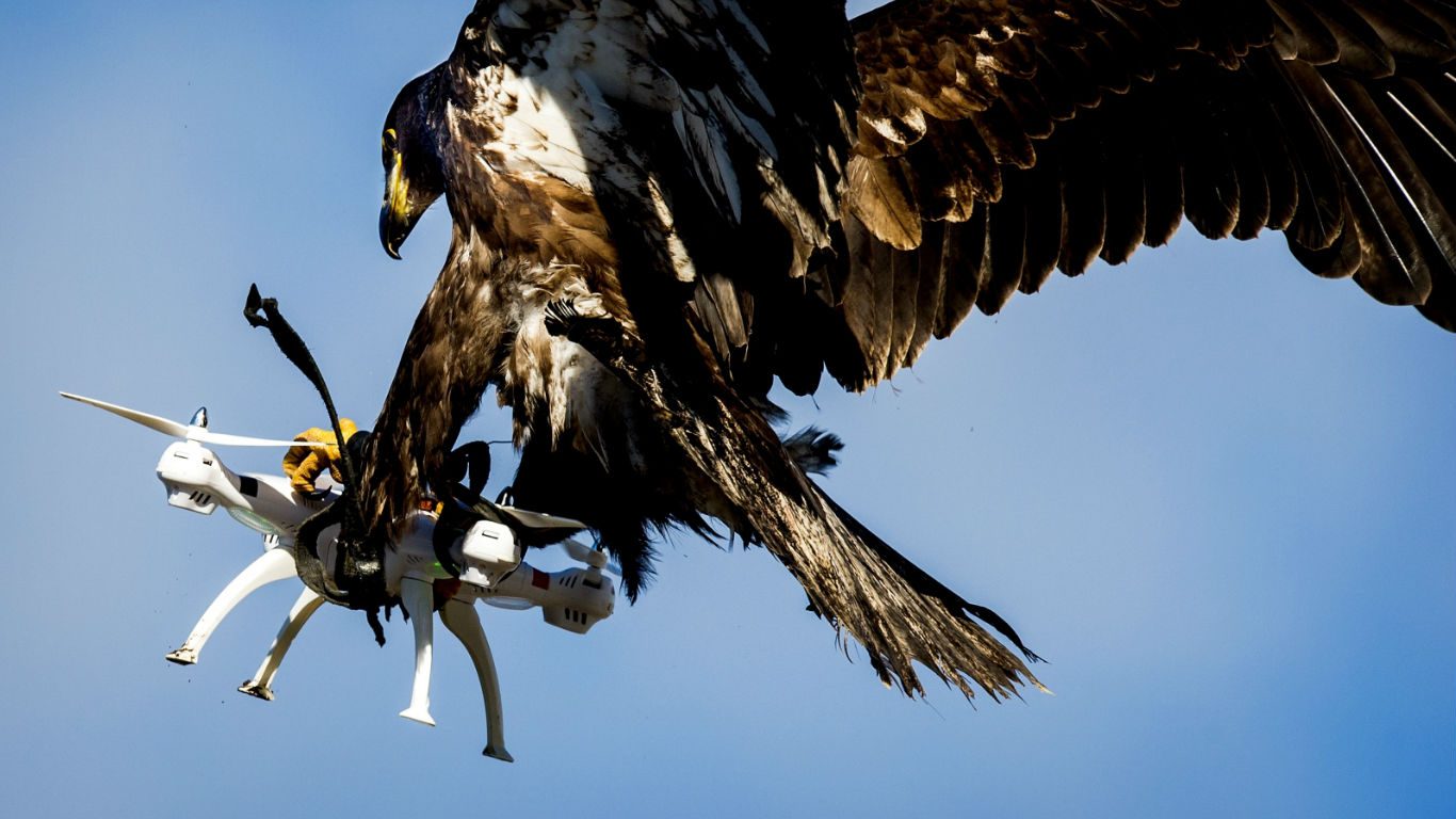 La batalla entre drones y águilas en Holanda ya tiene ganador – Halconeros  de Castilla
