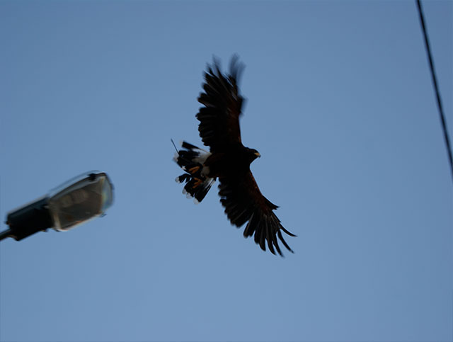Control de Plagas con Aves Rapaces
